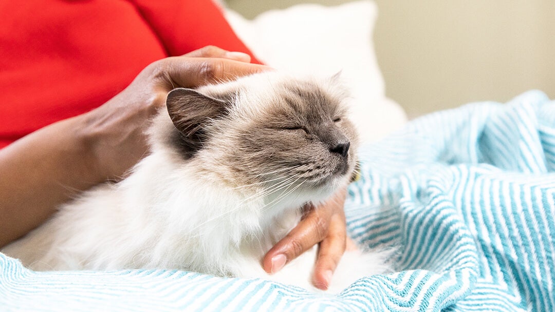 Cat Massage When Why And How To Massage Your Cat Purina